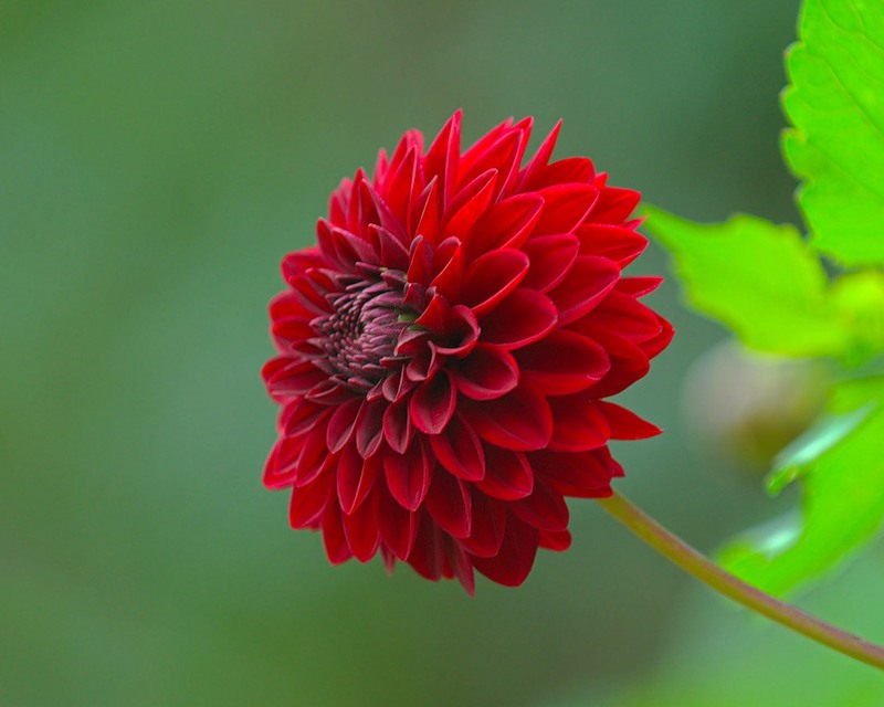 Красный цветок георгин бесплатно