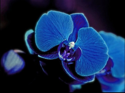Фото орхидей.